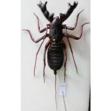 Hypoctonus rangunensis (Oates, 1889) +55mm Thailand13f